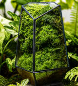 Quartz Cut Terrarium